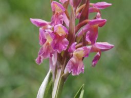 Dactylorhiza_sambucina_forme_zimmermanii_Santa_Marina_de_Valden_Picos_de_Europa-min